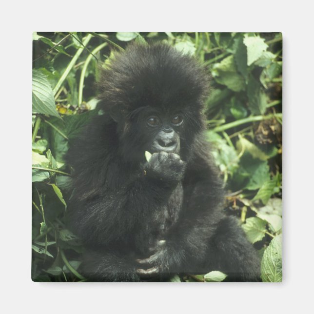 Íman Gorila da Montanha, (Gorilla gorilla beringei), (Frente)
