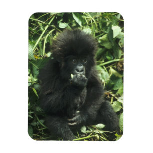 Íman Gorila da Montanha, (Gorilla gorilla beringei),
