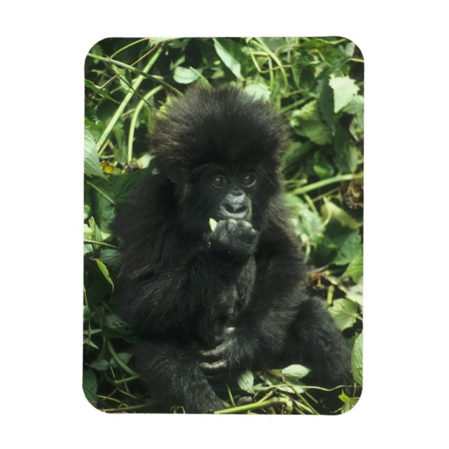 Íman Gorila da Montanha, (Gorilla gorilla beringei), (Vertical)