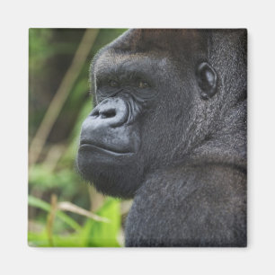 Íman Gorila-de-costas-silverback, Gorila Cativo