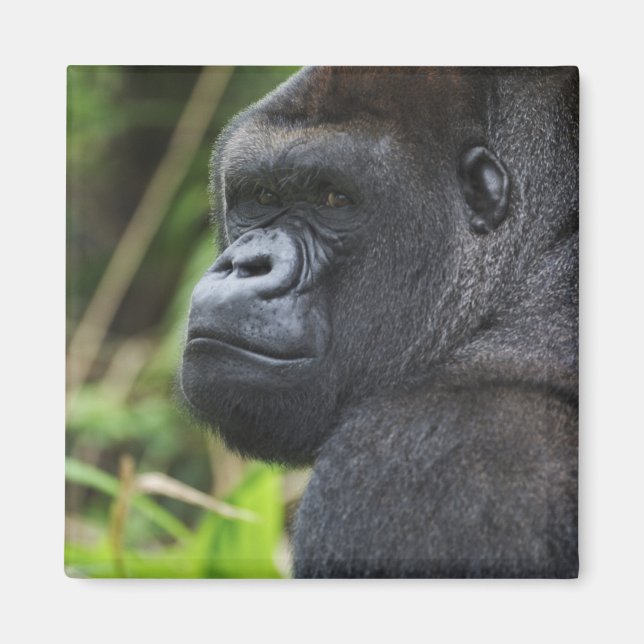 Íman Gorila-de-costas-silverback, Gorila Cativo (Frente)