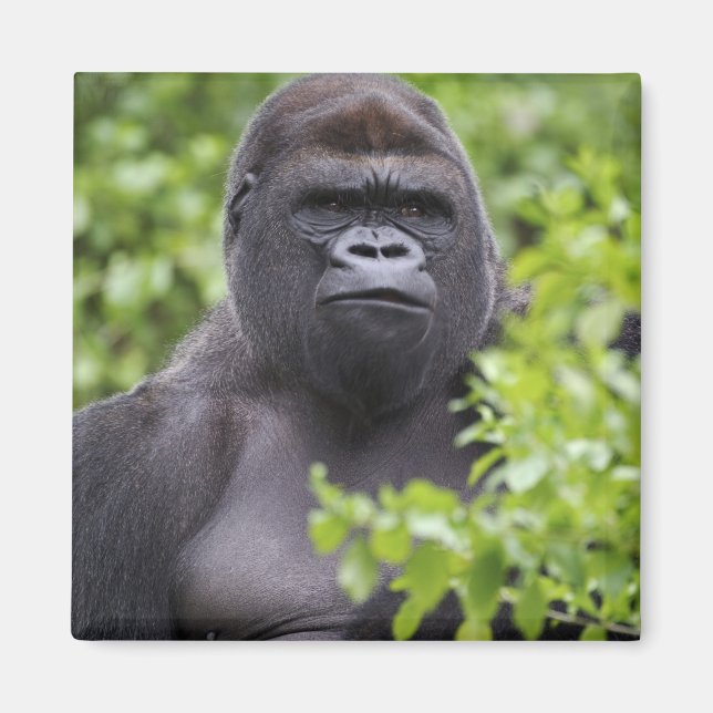 Íman Gorila-de-costas-silverback, Gorilla gorilla, (Frente)