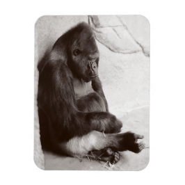 Íman Gorila Fotografia Dormindo