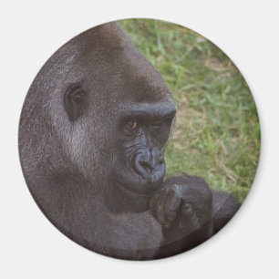 Íman Gorilla