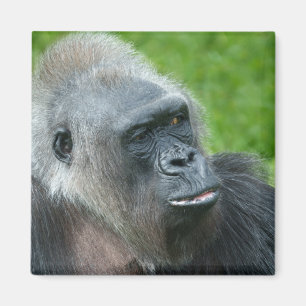 Íman Gorilla Biddy