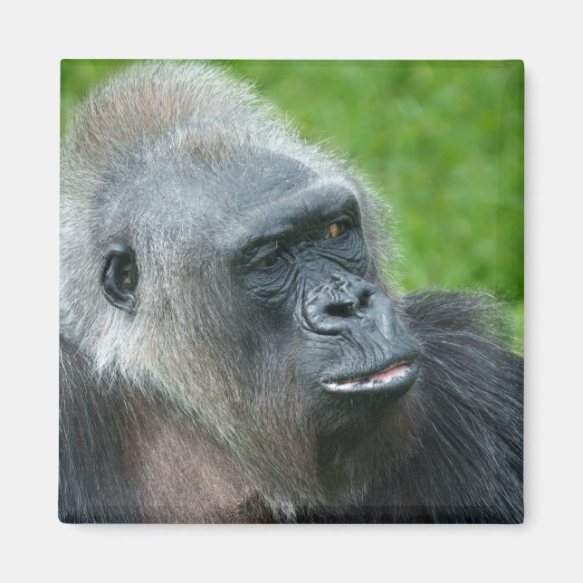 Íman Gorilla Biddy (Frente)