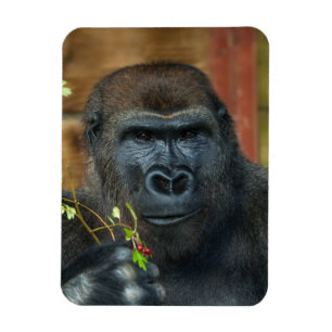 Íman Gorilla E Sua Foto De Berries