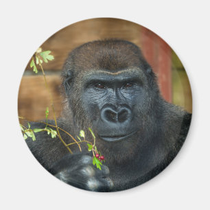 Íman Gorilla E Suas Berries