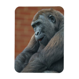 Íman Gorilla Shufai