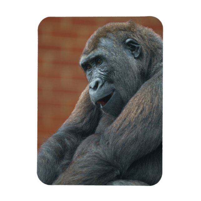Íman Gorilla Shufai (Vertical)