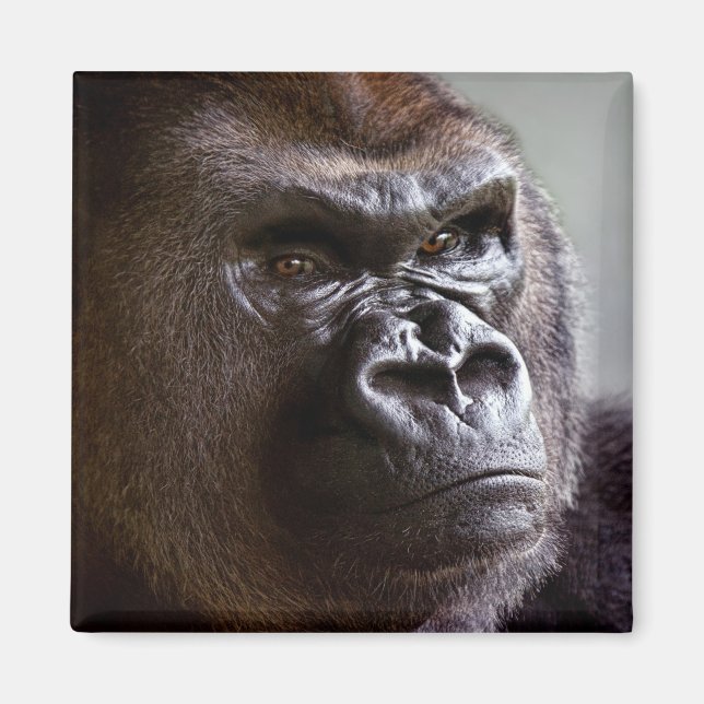 Íman Gorilla Silverback Magnet (Frente)
