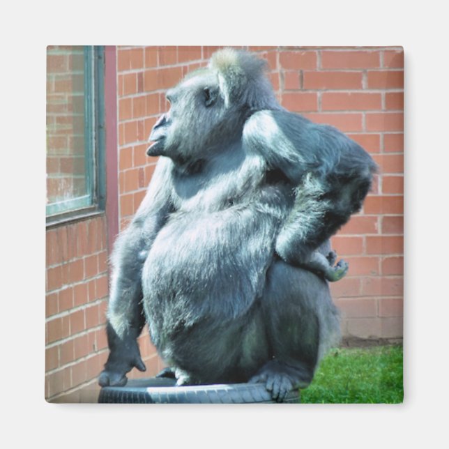 ÍMAN GORILLAS (Frente)