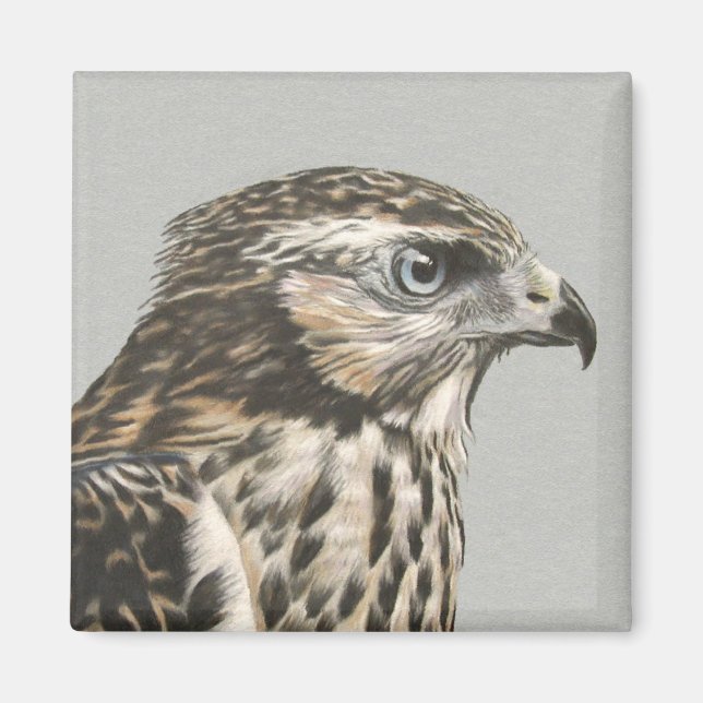Íman Goshawk imaturo (Frente)