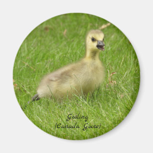 Íman Gosling Fluffy Adorável (ganso canadá)