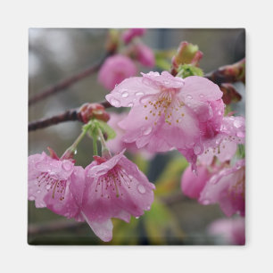 Íman Gotas de chuva em flores de cereja rosa