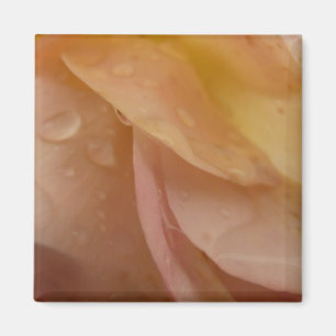 Íman Gotas de Chuva em Pétalas de Rosa Rosa Floral Pêss