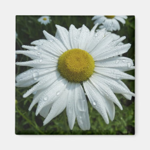 Íman Gotas de chuva na margarida II Floral