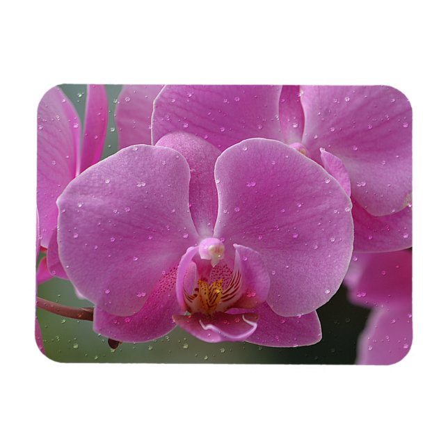 Íman Gotas De Chuva No Magnete Orchids (Horizontal)
