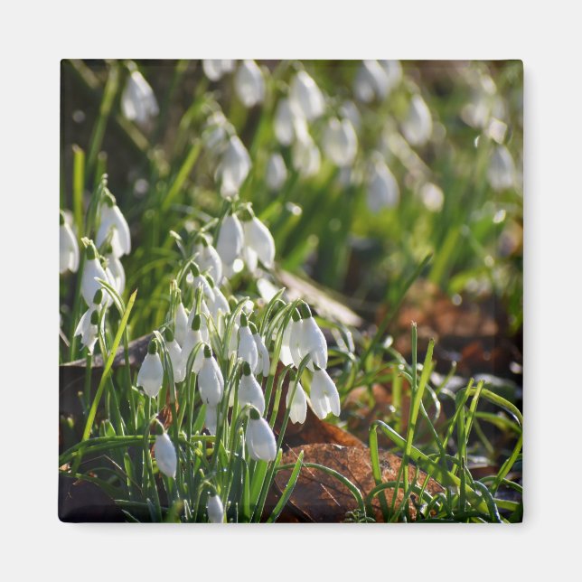 Íman Gotas de neve (Frente)