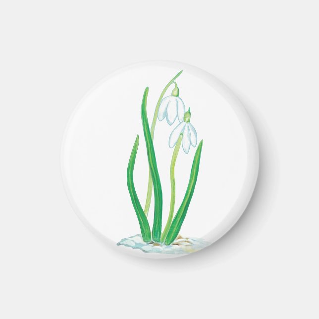 Íman Gotas de neve (Galanthus nivalis) (Frente)