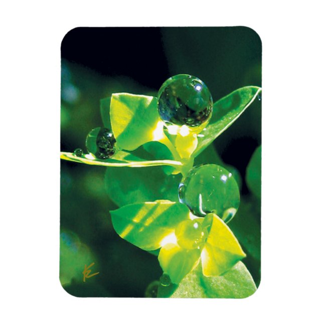 Íman Gotas de orvalho elegantes em folhas verdes (Vertical)
