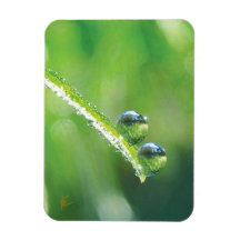 Gotas de Orvalho na Grama Verde Natureza Pacífica