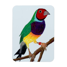 Íman ~ Gouldian Finch ~ Arte Original ~