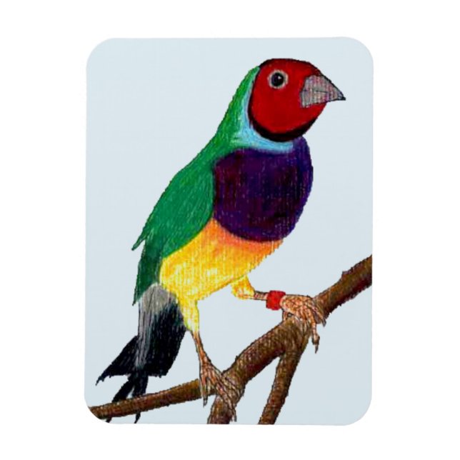 Íman ~ Gouldian Finch ~ Arte Original ~ (Vertical)