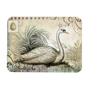 Íman Gráfico da cisne
