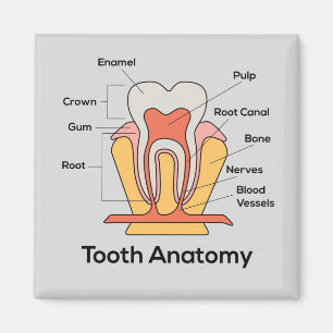 Íman Gráfico de Anatomia dos Dentes