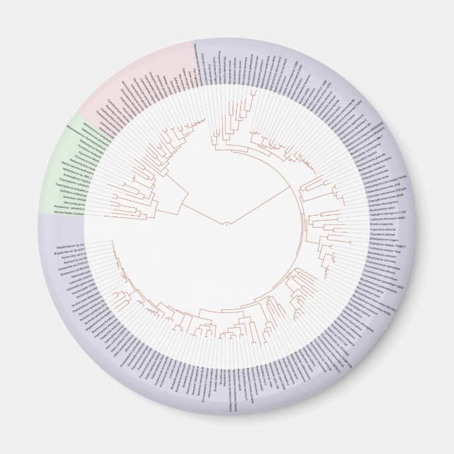 Íman Gráfico de árvore filogenética da vida (Frente)