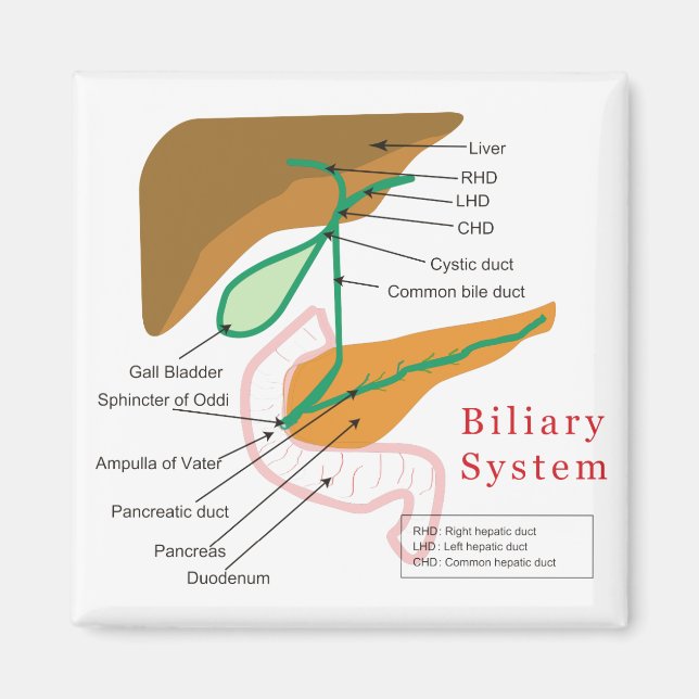 Íman Gráfico de Diagrama do Sistema Biliar Duto Biliar (Frente)