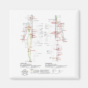 Íman Gráfico de Meridianos Humanos