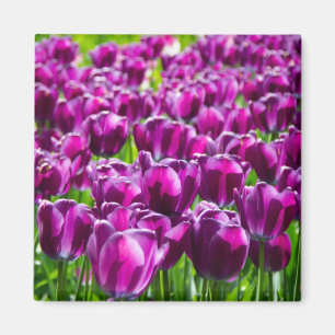 Íman Grande campo de tulipas roxas