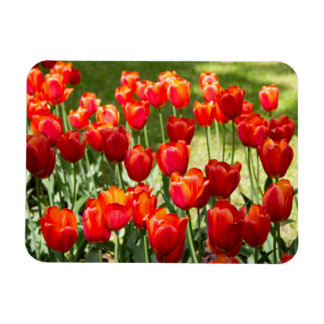 Íman Grande campo de tulipas vermelhas