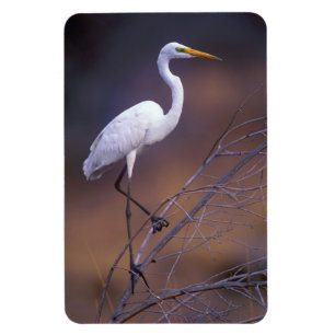 Íman Grande egret branco