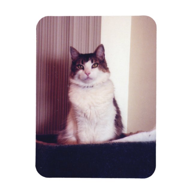 Íman Grande Gatinho (Vertical)