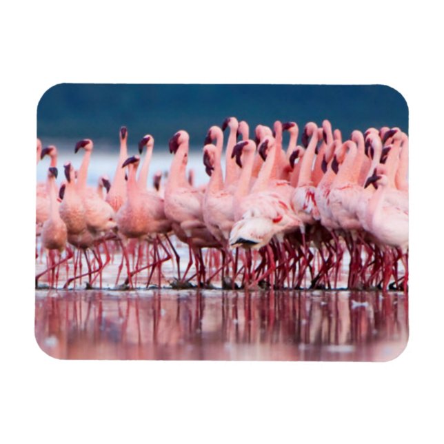 Íman Grande Grupo de Flamingos Menores (Horizontal)