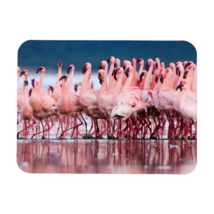 Íman Grande grupo de poucos flamingos
