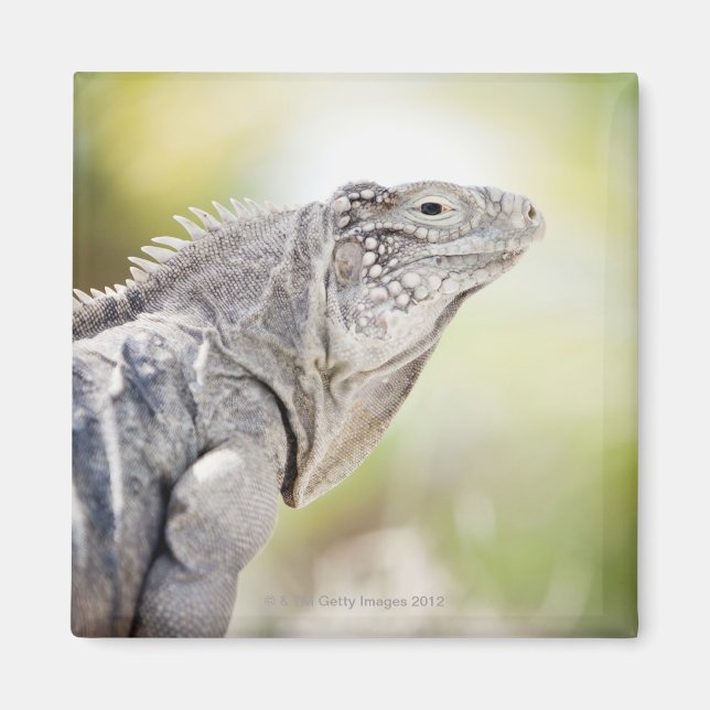Íman Grande Iguana verde se abaixando ao sol (Frente)