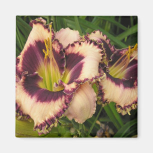 Íman Grande ímã do hemerocallis
