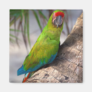 Íman Grande macaw verde em uma árvore