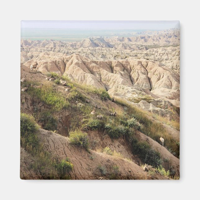 Íman Grande Ovelha de Corno no Parque Nacional de Badla (Frente)