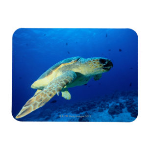 Íman Grande recife de coral, Austrália 2