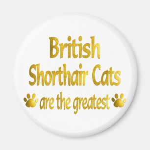 Íman Grande Shorthair britânico