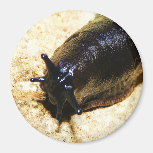 Íman Grande Slug Preto (Frente)