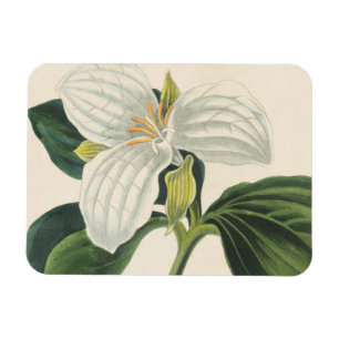 Íman Grande Trillium florescido