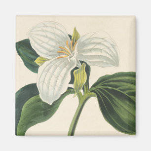 Íman Grande Trillium florescido