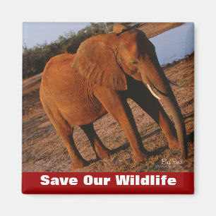 Íman Grande Vermelho Salva Nossa Vida Selvagem