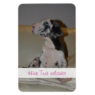 Íman Grandes dinamarqueses